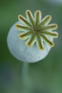 Somniferum: Poppy
