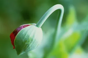 Beginning: Poppy