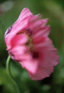 Curved: Poppy