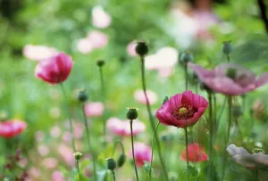 Resistant: Poppy