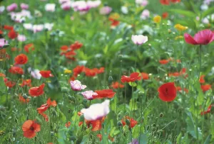 Resistant: Poppy