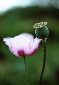 Resistant: Poppy