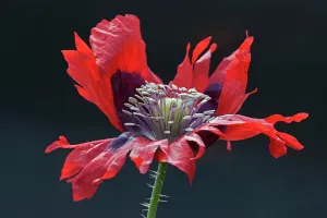 Skincare: Poppy, Opium poppy, Papaver somniferum, Red subject
