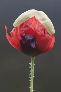 Papaver: Poppy, Opium poppy, Papaver somniferum, Red subject