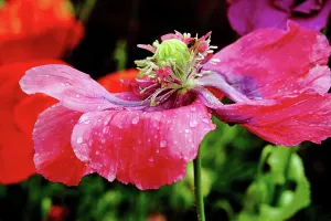 Fading: Poppy, Opium poppy, Papaver somniferum, A fading