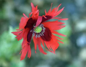 Somniferum: Poppy, Opium Poppy, Papaver somniferum Pepperbox