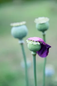 Papaver: Poppy, Opium poppy, Papaver somniferum, Side view