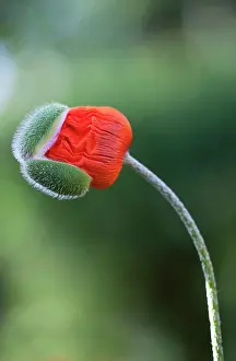 Caucasus: Poppy