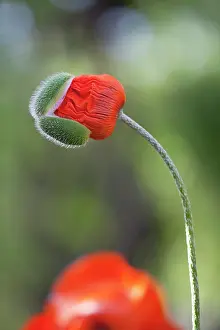 Caucasus: Poppy, Oriental poppy