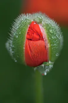 Caucasus: Poppy, Oriental poppy
