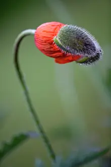 Caucasus: Poppy, Oriental poppy