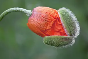 Caucasus: Poppy, Oriental poppy