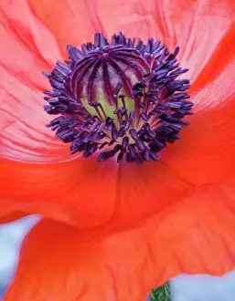 Erotic: Poppy