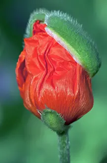 Crumpled: Poppy