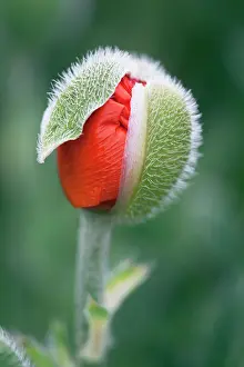 Caucasus: Poppy