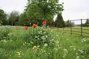 Corridor: Poppy