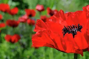 Mead: Poppy
