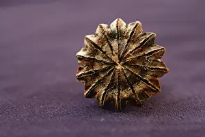 Geometrical: Poppy