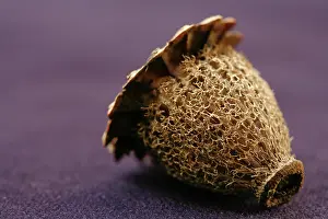 Turned: Poppy