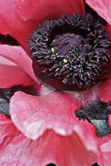 Plum: Poppy, Oriental poppy, Papaver orientale Patty's