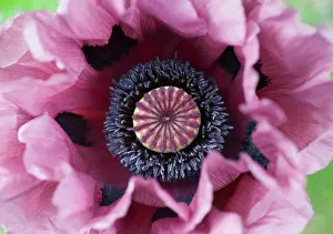 Plum: Poppy, Oriental poppy, Papaver orientale Patty's