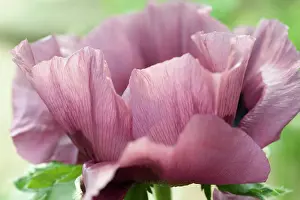 Plum: Poppy, Oriental poppy, Papaver orientale Patty's