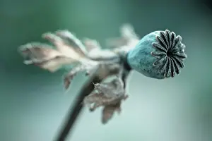 Enhanced: Poppy, Oriental poppy, Papaver orientale Patty's