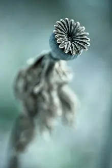 Enhanced: Poppy, Oriental poppy, Papaver orientale Patty's