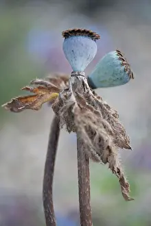 Cooperation: Poppy, Oriental poppy, Papaver orientale Patty's