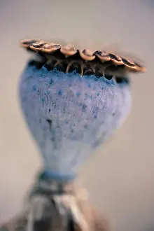Plum: Poppy, Oriental poppy, Papaver orientale Patty's