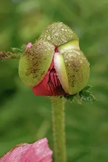 Plum: Poppy, Oriental poppy, Papaver orientale Patty's