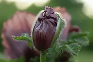 Pattys: Poppy