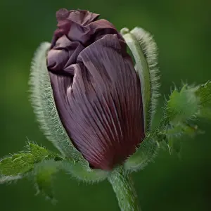 Pattys: Poppy