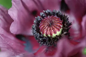 Opulent: Poppy