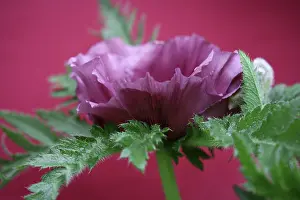 Pattys: Poppy