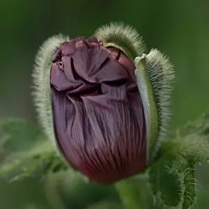 Maturing: Poppy