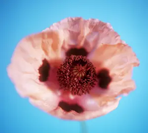 Princess: Poppy
