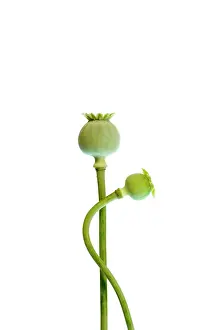 Adoring: Poppy
