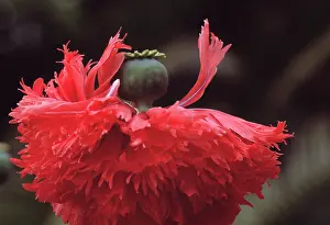 Comedy: Poppy