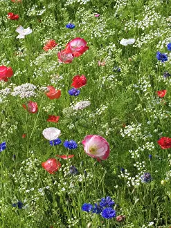 Blissful: Poppy
