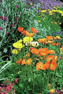 Blown: Poppy