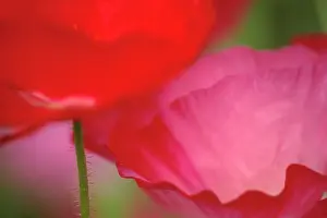 Anniversary: Poppy