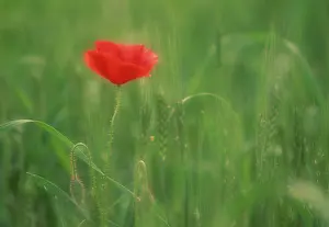 Uncultivated: Poppy