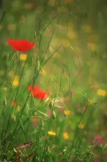 Uncultivated: Poppy