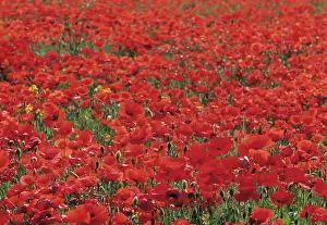 Reminiscent: Poppy