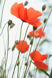 Strive: Poppy