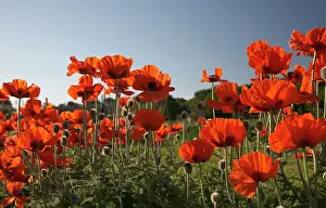 Loads: Poppy