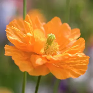 Gaudy: Poppy