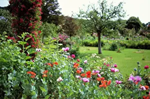 Variation: Poppy