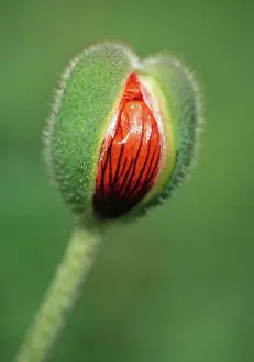 Bracteatum: Poppy